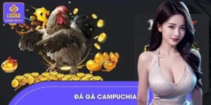 Đá Gà Campuchia – Trận Đấu Rực Lửa, Cao Trào Liên Tục