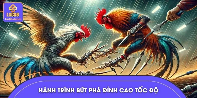 Đấu trường đá gà cựa dao khốc liệt