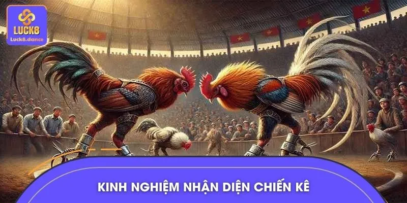 Ánh mắt rực lửa của chiến kê tinh nhuệ