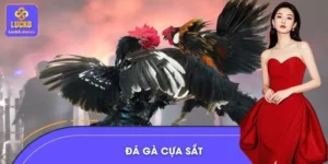 Đá Gà Cựa Sắt – Chiến Kê So Găng Máu Lửa, Cảm Xúc Bùng Nổ