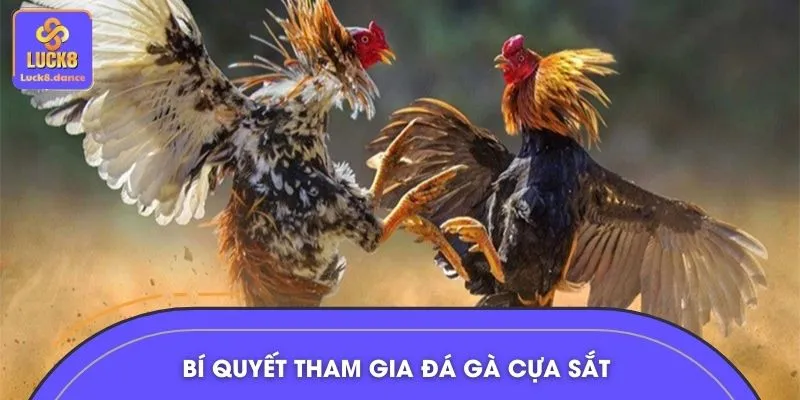 Mẹo hay khi cược đá gà