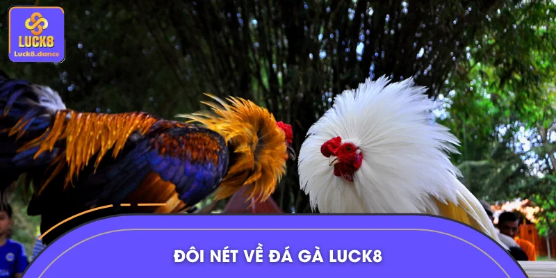 Đôi nét về đá gà LUCK8