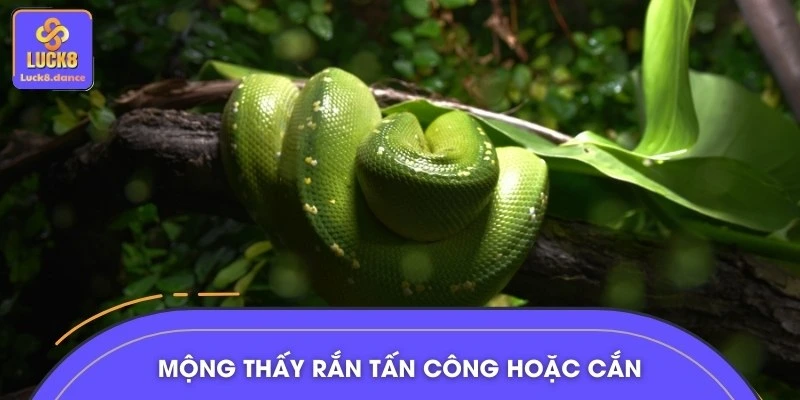 Giải mã điềm báo khi gặp giấc mộng bị rắn cắn