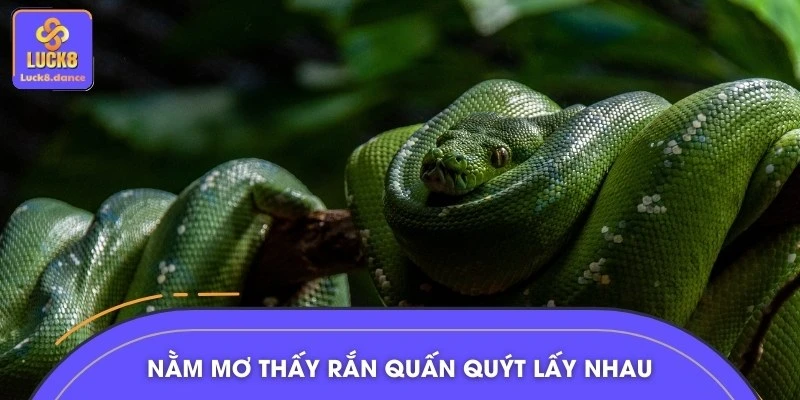 Mộng thấy rắn quấn quýt nhắc nhở đến vấn đề tình cảm