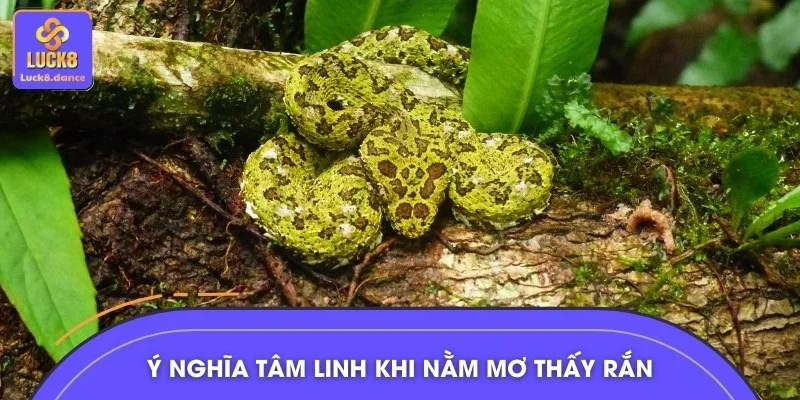 Nằm mơ thấy rắn có thể mang nhiều tầng ý nghĩa