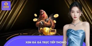 Xem Đá Gà Trực Tiếp Thomo – Trận Chiến Nảy Lửa Mỗi Ngày